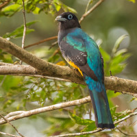 Black-headed Trogon